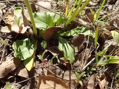 Primula clevelandii
