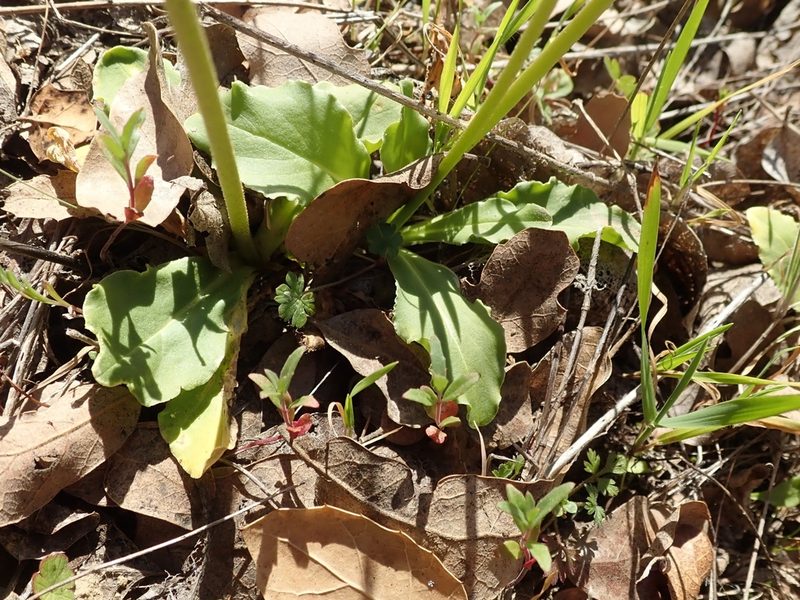 Primula clevelandii, photographed by joergmlpts