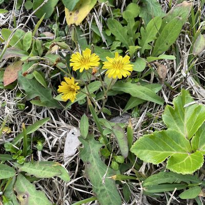 Ixeris japonica, photographed by Takaaki Hattori
