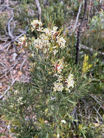 Lomatia polymorpha, photographed by Ramit Singal