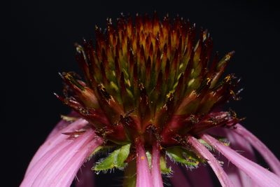 Echinacea simulata, photographed by Brian Finzel