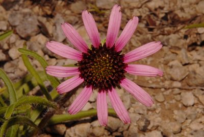 Echinacea tennesseensis, photographed by Brian Finzel