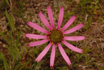 Echinacea tennesseensis, photographed by Brian Finzel