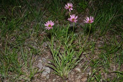 Echinacea tennesseensis, photographed by Brian Finzel
