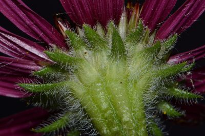 Echinacea tennesseensis, photographed by Brian Finzel