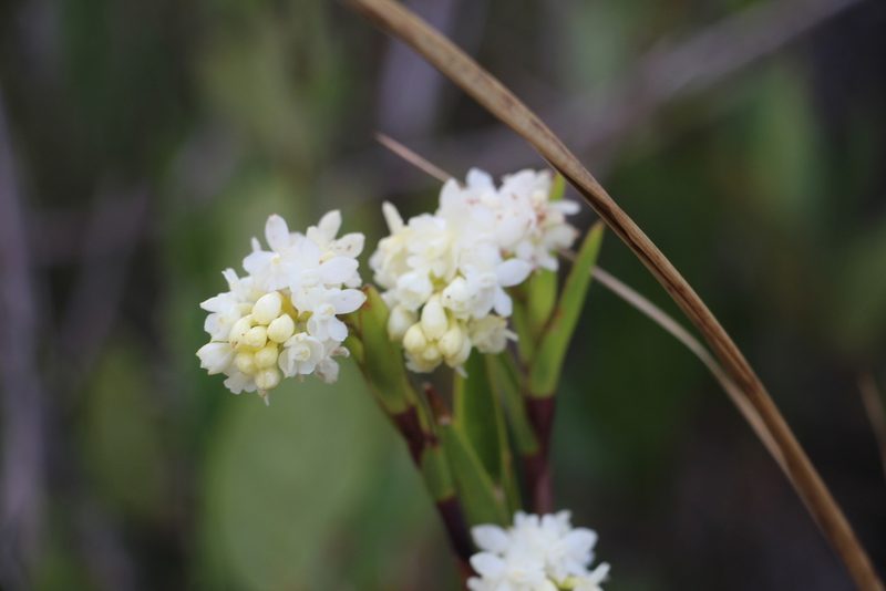 Epidendrum chioneum, photographed by Andrés Ramírez-Barrera
