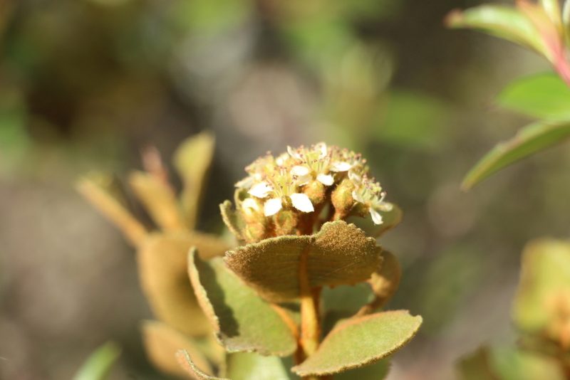 Hesperomeles goudotiana, photographed by Andrés Ramírez-Barrera