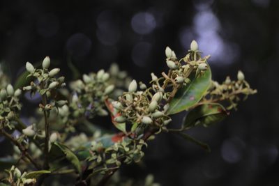 Gaiadendron punctatum, photographed by Andrés Ramírez-Barrera