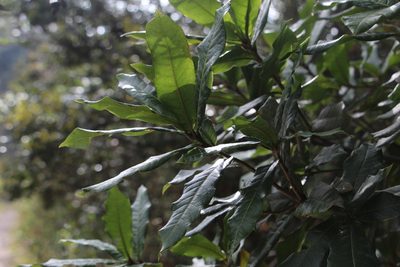 Quercus humboldtii, photographed by Andrés Ramírez-Barrera
