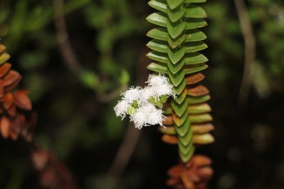 Lourteigia microphylla, photographed by Andrés Ramírez-Barrera