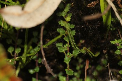 Lourteigia microphylla, photographed by Andrés Ramírez-Barrera