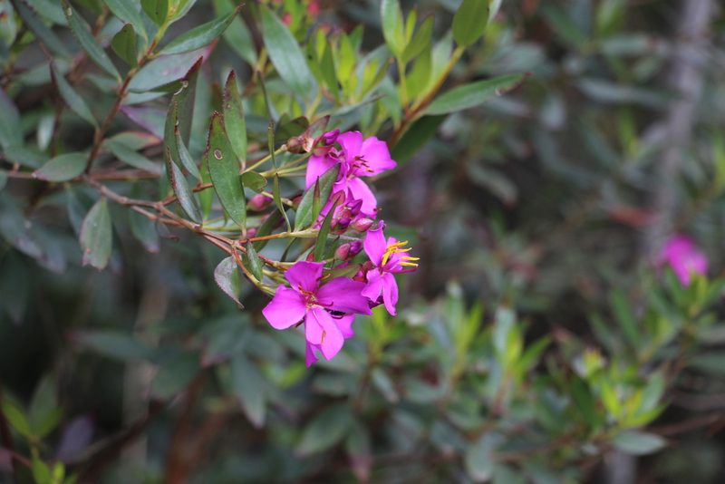 Bucquetia glutinosa, photographed by Andrés Ramírez-Barrera