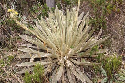 Espeletia muiska, photographed by Andrés Ramírez-Barrera