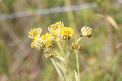 Espeletia muiska, photographed by Andrés Ramírez-Barrera