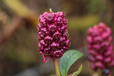 Phytolacca bogotensis, photographed by Andrés Ramírez-Barrera