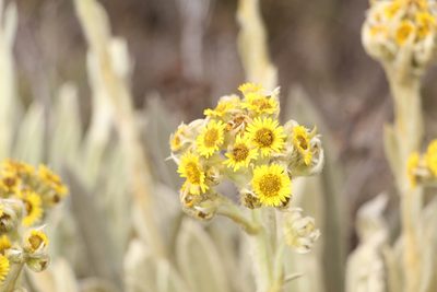 Espeletia muiska, photographed by Andrés Ramírez-Barrera