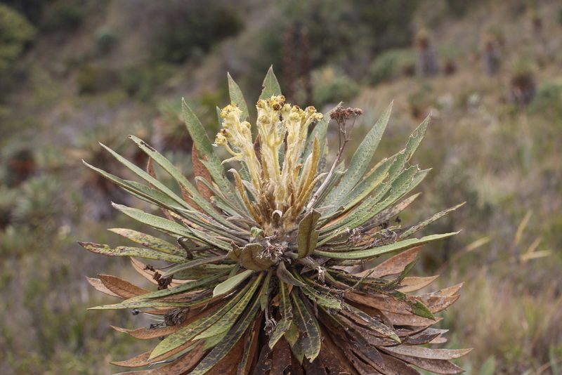 Espeletia guacharaca, photographed by Andrés Ramírez-Barrera