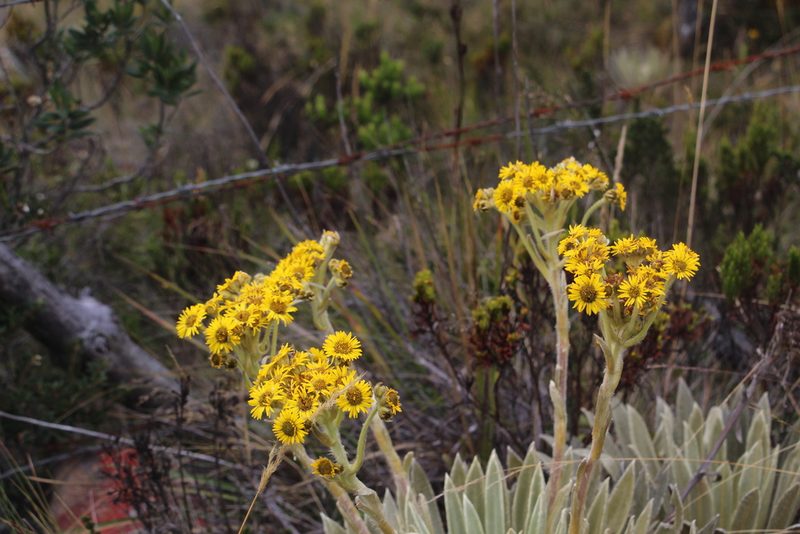 Espeletia muiska, photographed by Andrés Ramírez-Barrera
