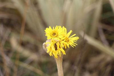 Espeletia congestiflora, photographed by Andrés Ramírez-Barrera