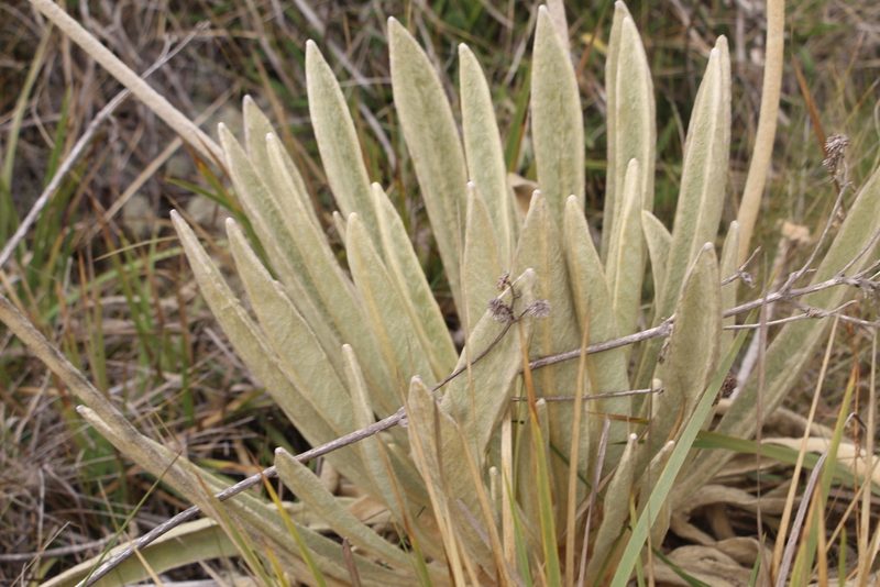 Espeletia congestiflora, photographed by Andrés Ramírez-Barrera