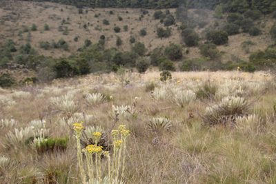 Espeletia muiska, photographed by Andrés Ramírez-Barrera