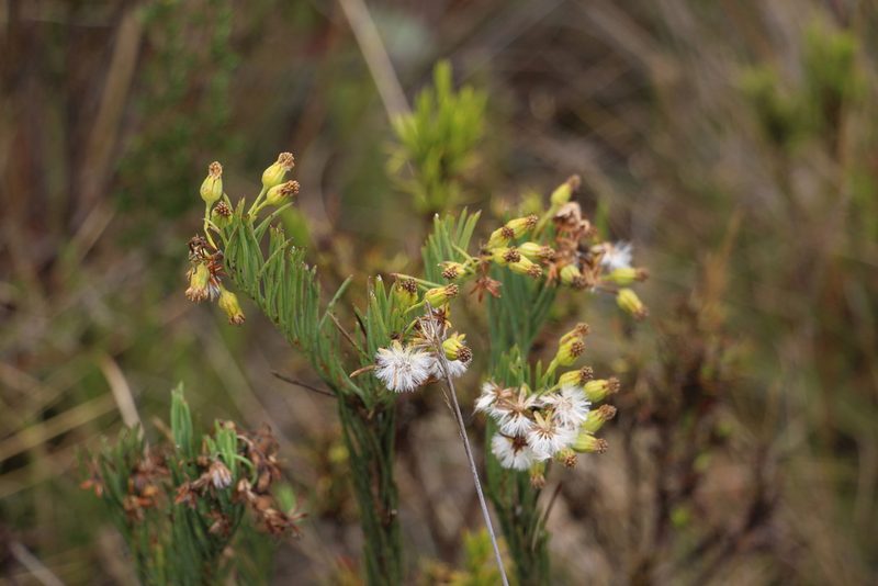 Pentacalia abietina, photographed by Andrés Ramírez-Barrera