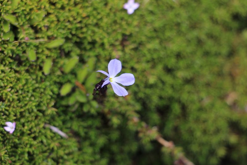 Lobelia tenera, photographed by Andrés Ramírez-Barrera