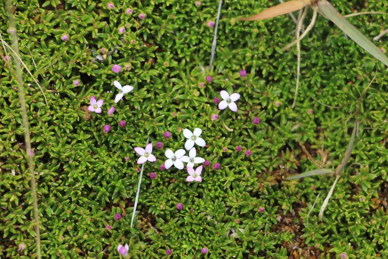 Arcytophyllum muticum, photographed by Andrés Ramírez-Barrera