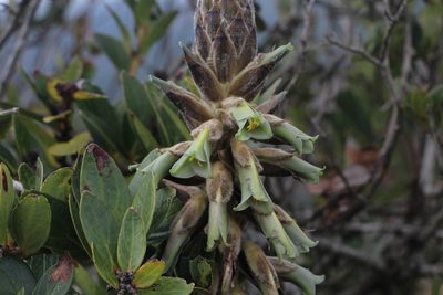 Puya nitida, photographed by Andrés Ramírez-Barrera