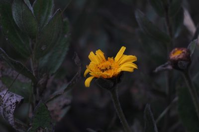 Calea peruviana, photographed by Andrés Ramírez-Barrera