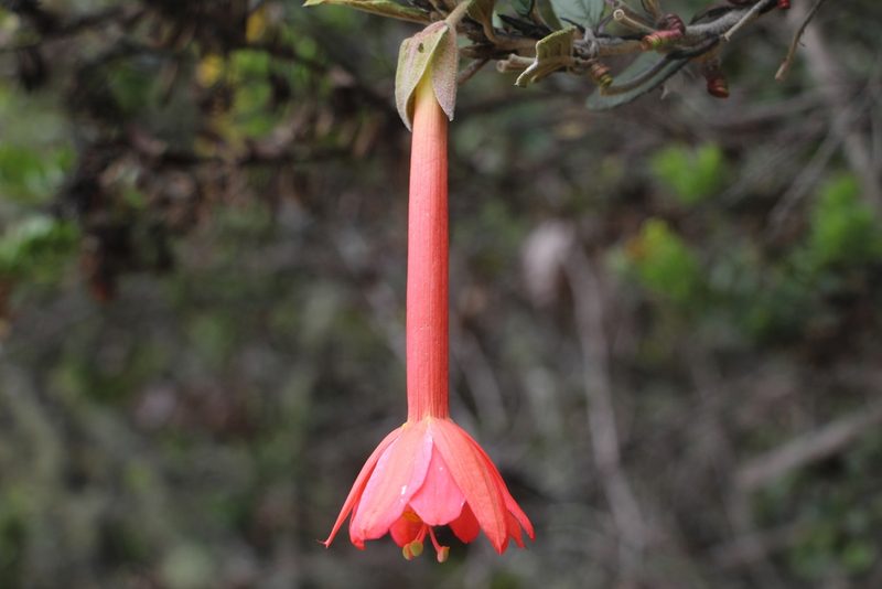 Passiflora adulterina, photographed by Andrés Ramírez-Barrera
