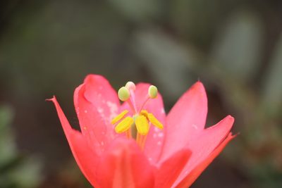 Passiflora adulterina, photographed by Andrés Ramírez-Barrera