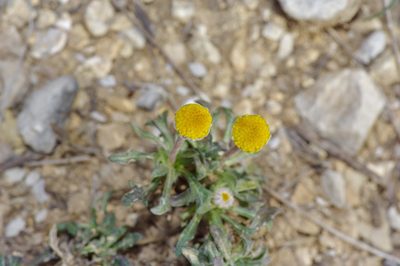 Tetraneuris scaposa, photographed by Michelle W. （鍾偉瑋）
