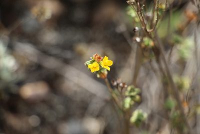 Chaetolepis microphylla, photographed by Andrés Ramírez-Barrera