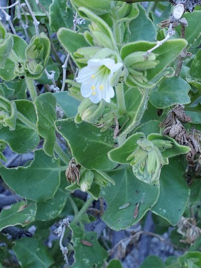 Mirabilis tenuiloba, photographed by Craig Martin