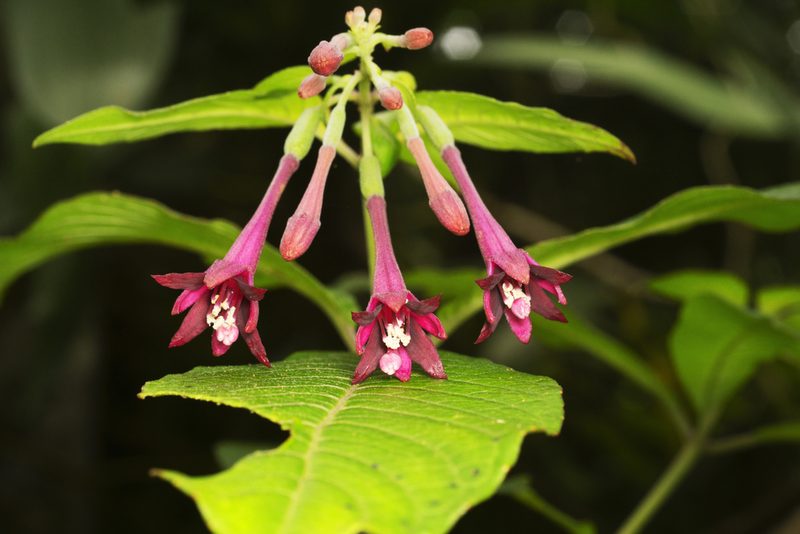 Fuchsia nigricans, photographed by Daniel Mesa