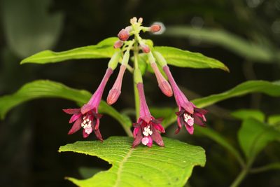 Fuchsia nigricans, photographed by Daniel Mesa
