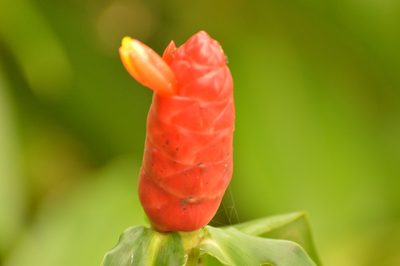 Costus woodsonii, photographed by Andrea Gantzer