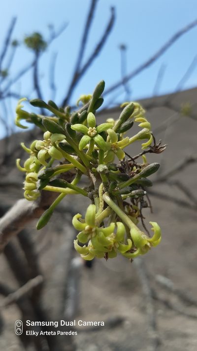 Vasconcellea candicans, photographed by Ellky Arteta Paredes