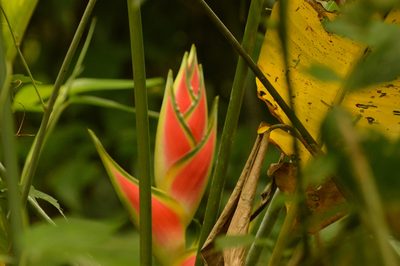 Heliconia wagneriana, photographed by Andrea Gantzer