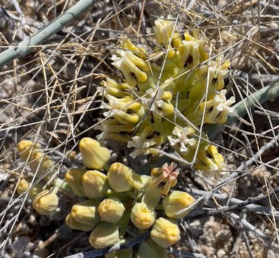 Asclepias subulata, photographed by Bill Levine