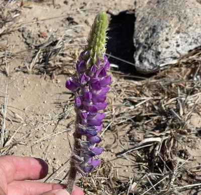 Lupinus arizonicus, photographed by Bill Levine