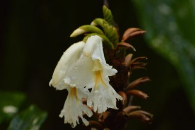 Dimerocostus strobilaceus, photographed by Andrea Gantzer