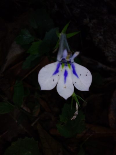 Lobelia cuneifolia, photographed by Manuel R Popp