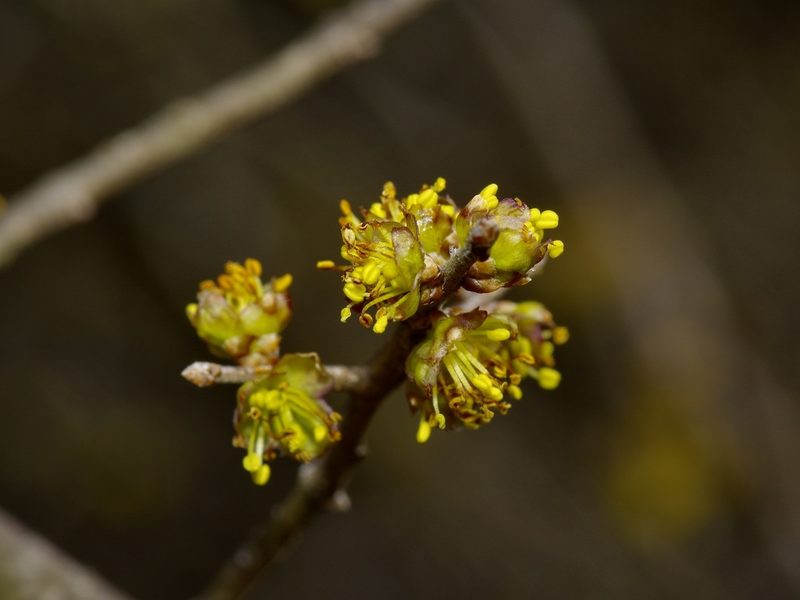 Forestiera pubescens, photographed by Michelle W. （鍾偉瑋）