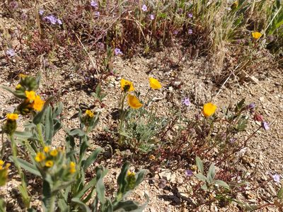 Eschscholzia hypecoides, photographed by Alexander Wentworth