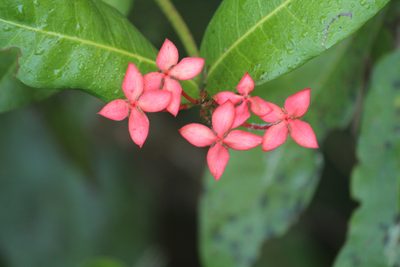 Ixora coccinea, photographed by Haneesh K M