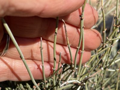 Ephedra aspera, photographed by Henrik Kibak