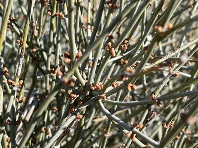 Ephedra aspera, photographed by Henrik Kibak