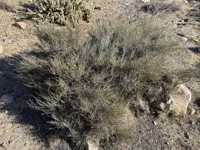 Ephedra aspera, photographed by Henrik Kibak